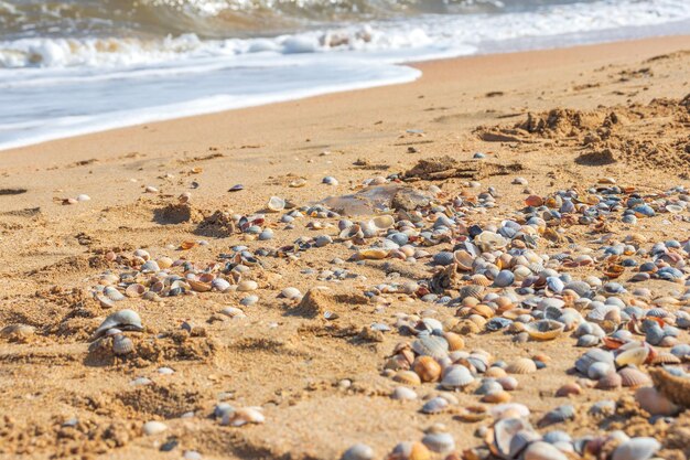 Coquillages sur le sable Fond de plage d'été Vue de dessus