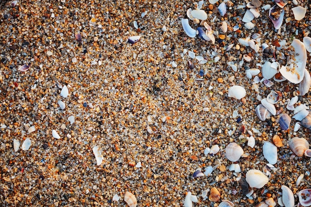 Coquillages sur le sable. Fond de plage d'été.