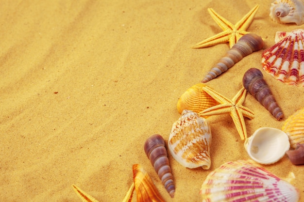 Coquillages sur le sable. Fond de vacances mer été