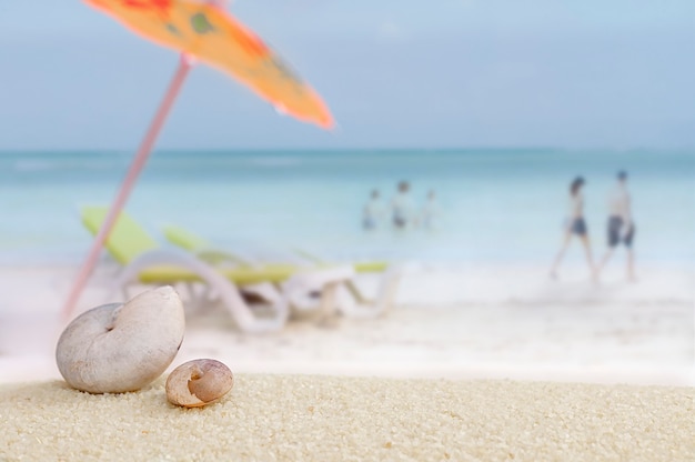 Coquillages sur le sable avec plage relaxante.