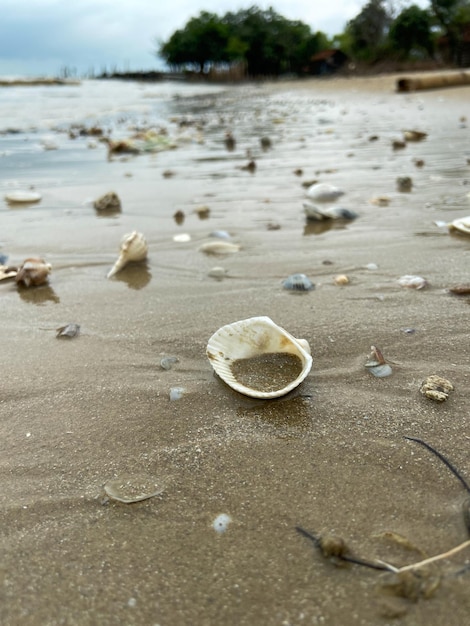 Coquillages sur le sable de la plage sous différentes formes