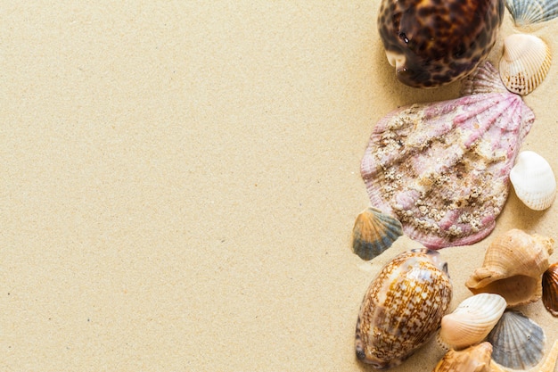 Photo coquillages sur le sable de la plage