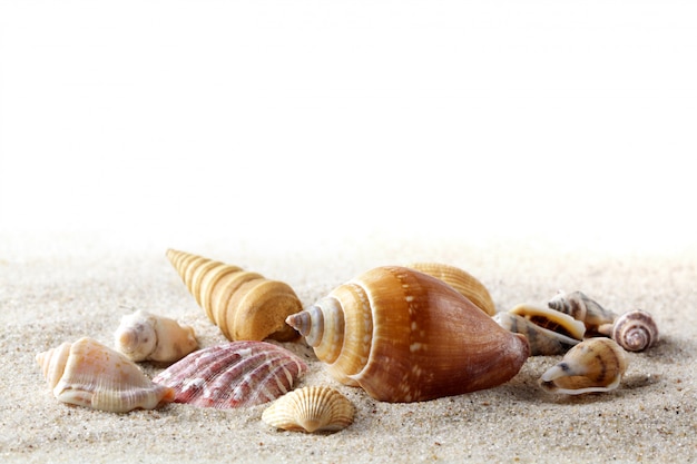 Coquillages sur le sable