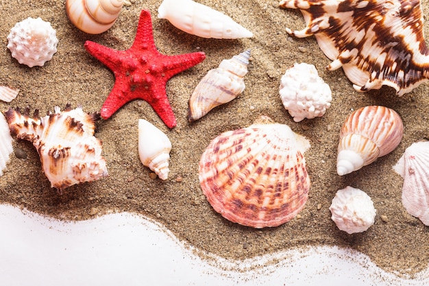 Coquillages sur le sable