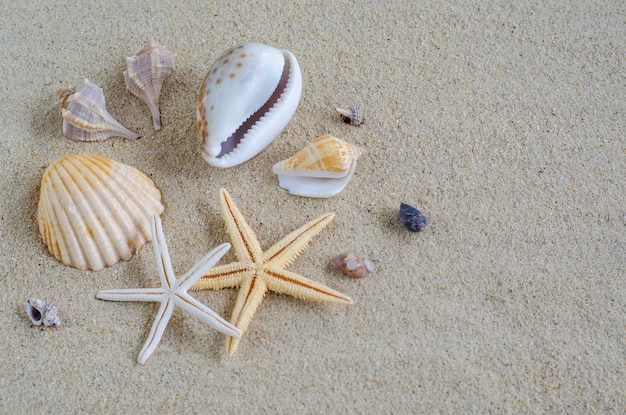 Coquillages sur le sable