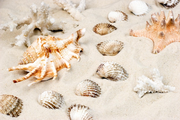 Coquillages sur le sable