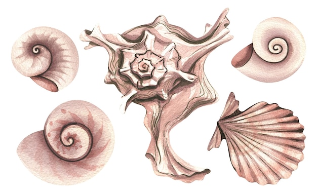 Les coquillages sont différents. Illustration à l'aquarelle.