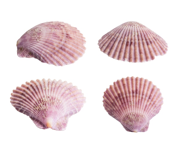 Les coquillages sont isolés sur le blanc