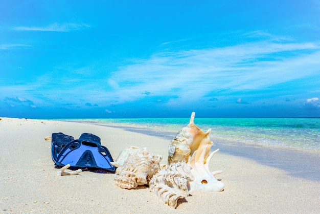 Coquillages sous-marins et nageoires sur le sable au bord de l'océan Indien