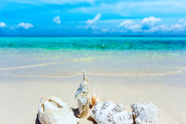 Coquillages sous-marins sur le sable au bord de l'Océan Indien Maldives