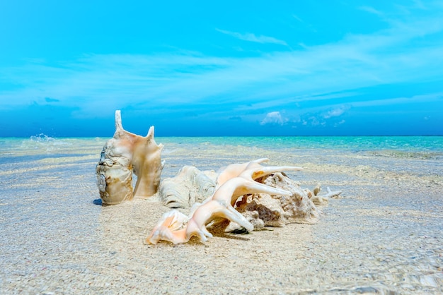 Coquillages sous-marins sur le sable au bord de l'Océan Indien Maldives