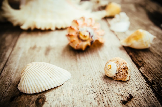 Des coquillages sur une table en bois