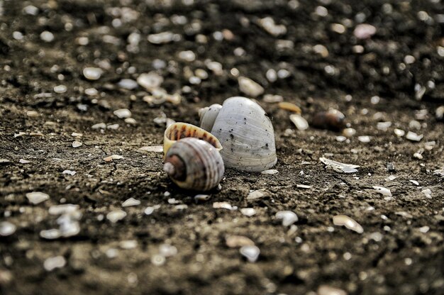 Coquillages sur le terrain