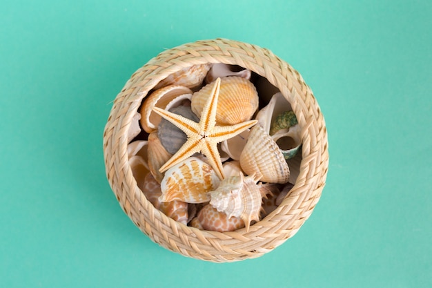 Coquillages Sur Vert