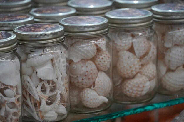 Photo coquillages et vie marine à vendre dans un magasin