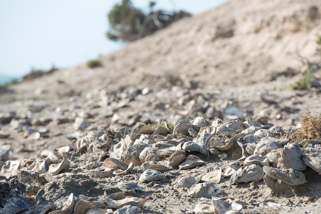 Des coquillages vieux d'un milliard d'années sur la plage