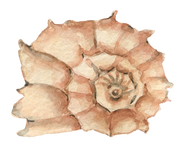 Coquille aquarelle isolé sur fond blanc. Symbole de vacances d'été dessiné à la main - coquille abstraite.