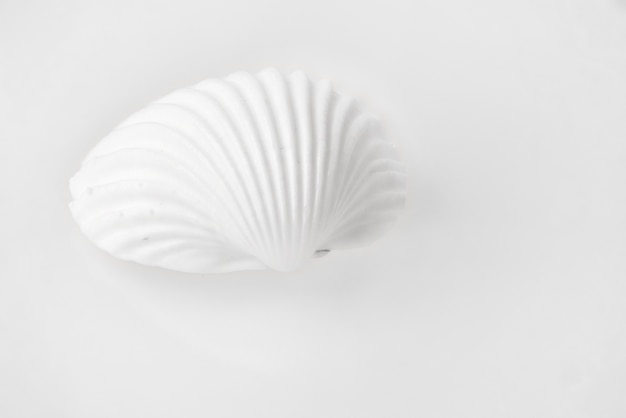 Coquille blanche isolée sur fond blanc