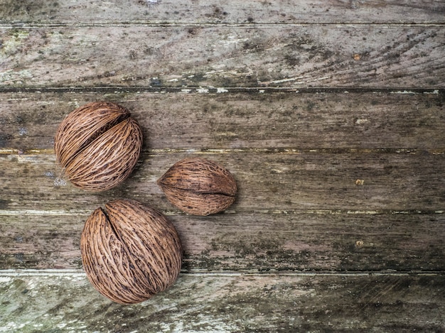 coquille avec bois en arrière-plan