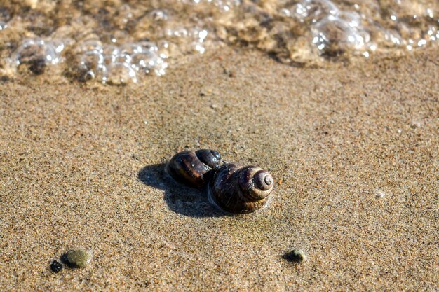 Coquille brune sur le sable en premier plan, petits cailloux, escargot de rivière en gros plan.