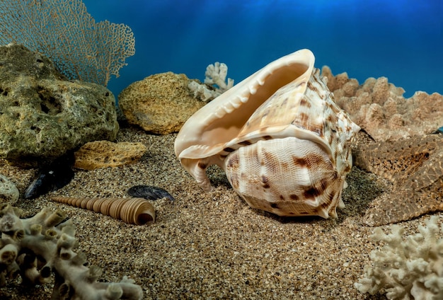 La coquille de Cassis Cornuta sur le sable sous l'eau