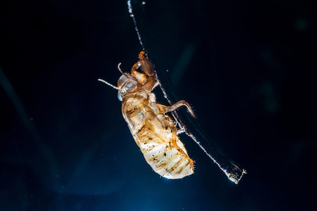 Coquille Cicada transparente sur bâton