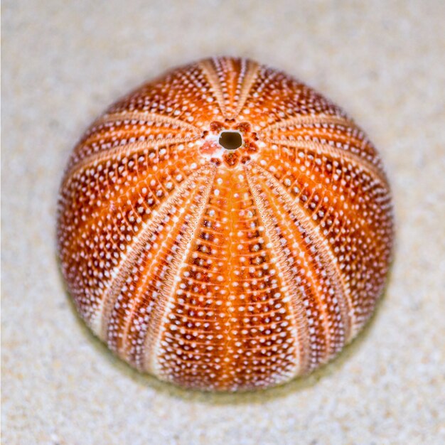 La coquille colorée d'oursin ou d'oursin est ronde et épineuse avec l'orange et le rouge sur le sable