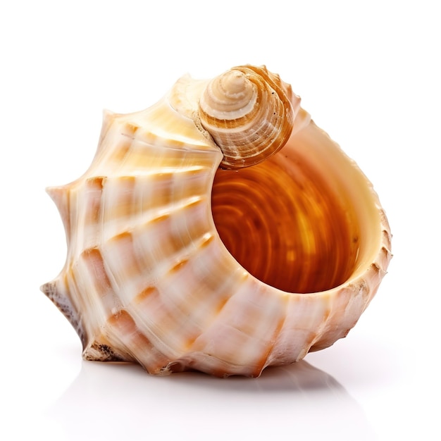 Fond La Coquille De Conque Est Dans Le Sable Tout Seul Fond, Conque Images,  Conque, Coquille De Conque Image de Fond Pour le Téléchargement Gratuit -  Pngtree