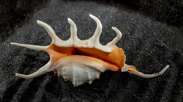 Coquille de conque de scorpion sur un fond de sable noir