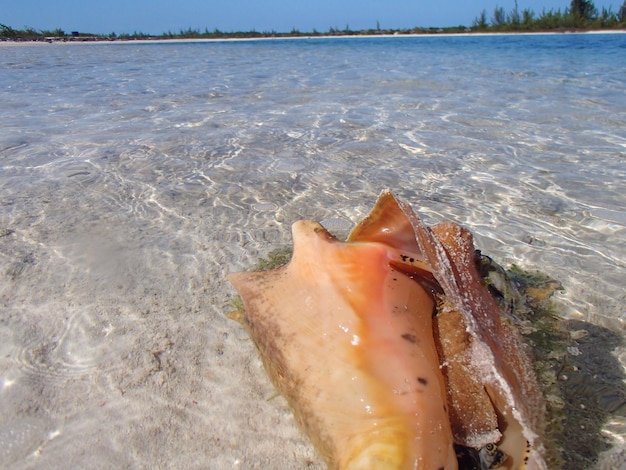 Photo une coquille dans l'eau.