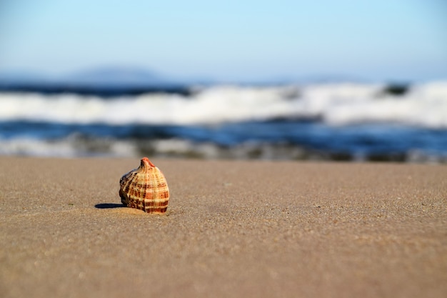 Coquille dans la plage