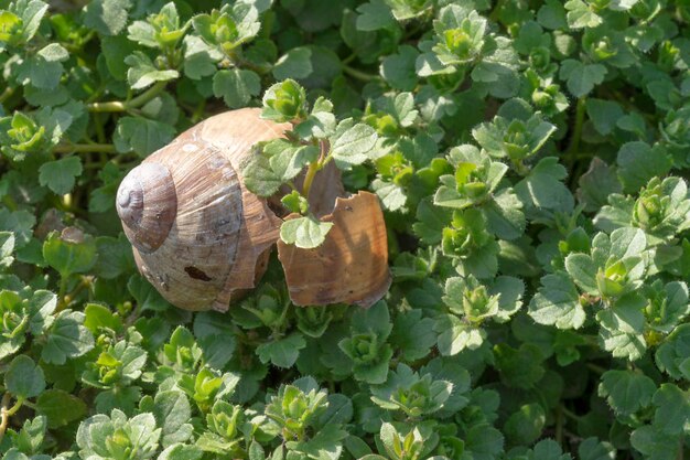 Coquille d'escargot sur fond d'herbe verte