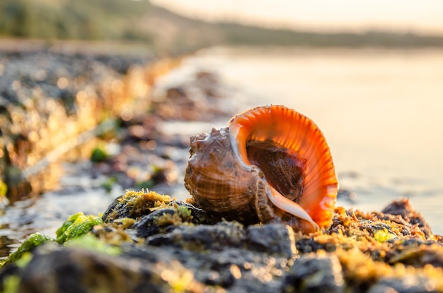 Une coquille d'escargot se trouve sur une plage au soleil