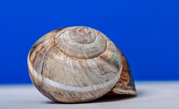 Coquille d'escargot