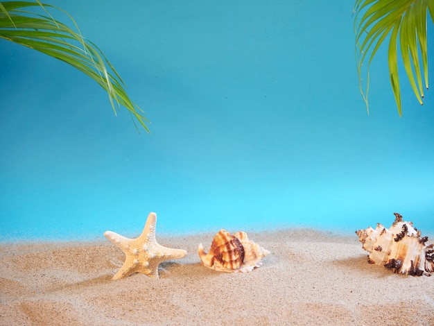 Coquille et étoile de mer sur la plage.