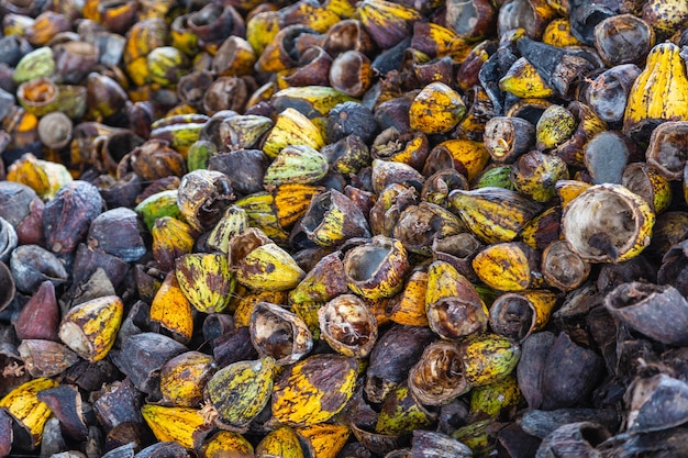 Coquille de fruit de cacao et coque de cacao sèche