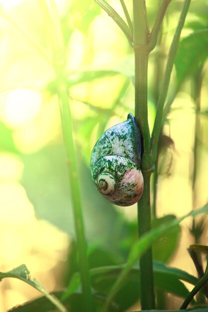 Coquille sur l'herbe