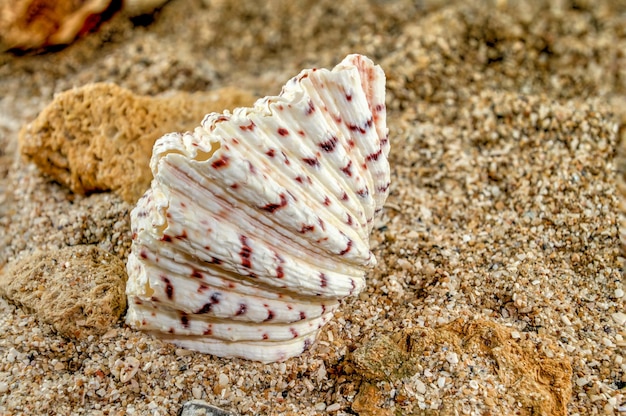 La coquille de l'hippopotame sur le sable