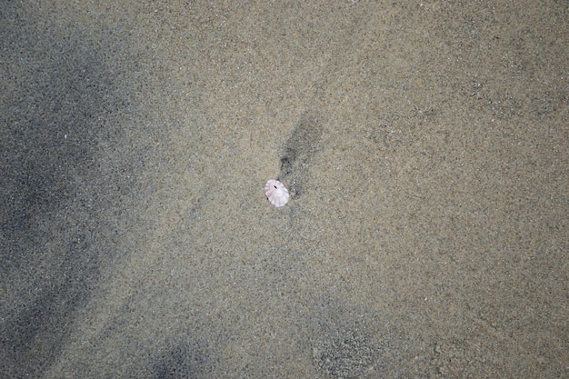 Coquille isolée sur le fond de sable de haut en bas