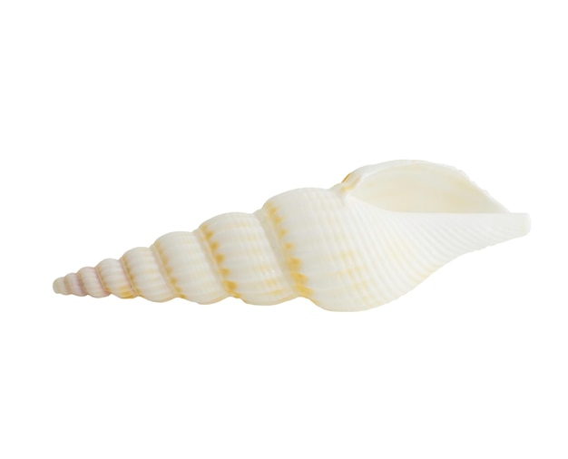 Coquille marine isolée sur blanc