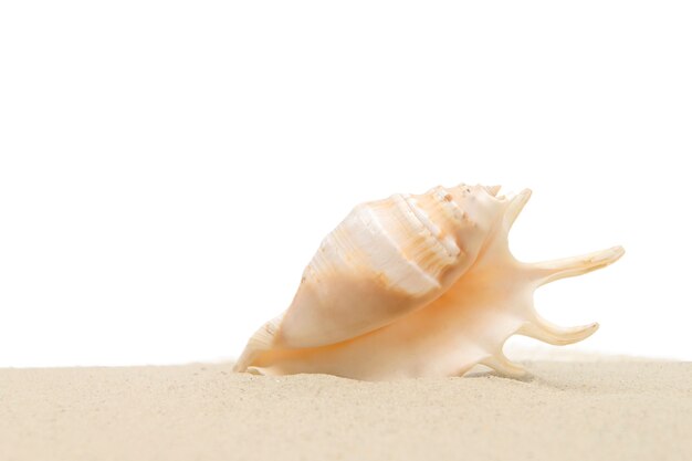 Coquille de mer dans le sable isolé sur fond blanc