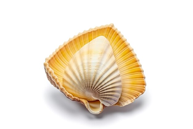 Une coquille de mer sur un fond blanc