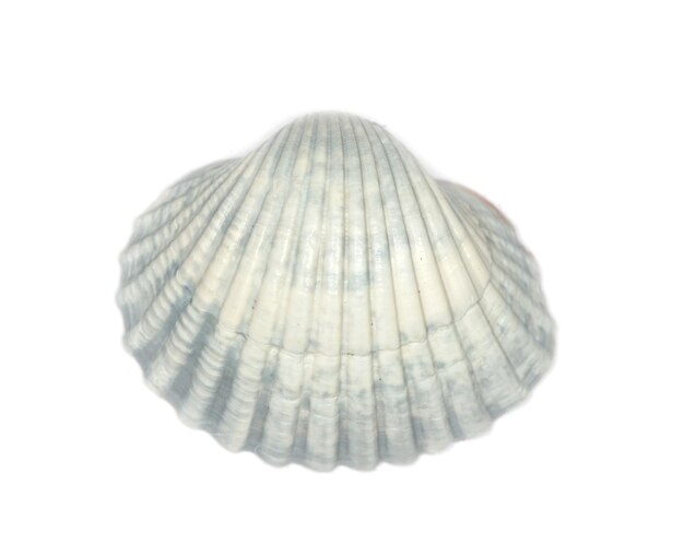 Coquille de mer isolé sur blanc