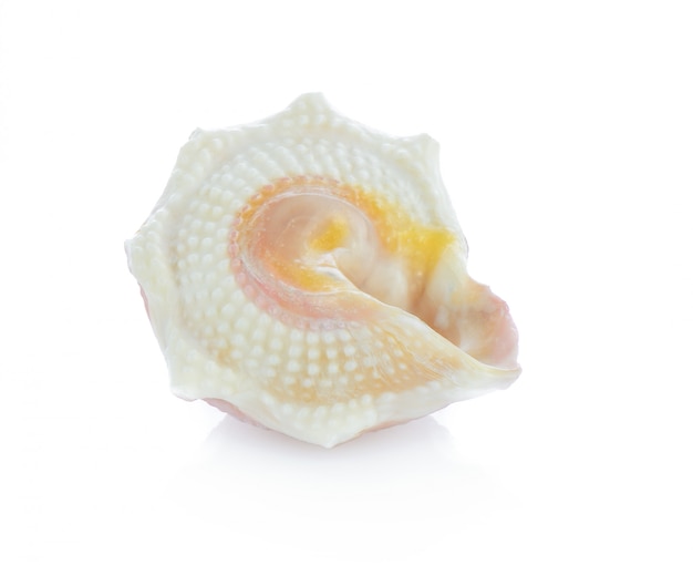 Coquille de mer isolé sur blanc