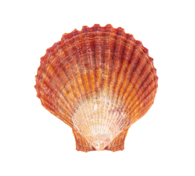 Coquille de mer isolé sur fond blanc