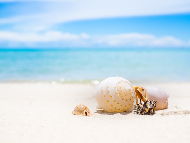 Coquille De Mer Sur La Plage De Sable Avec Image Floue De La Mer Bleue Et Du Ciel Bleu. Océan Pattaya Thaïlande. Pour Les Vacances D'été.