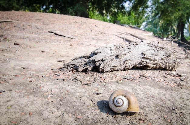 Coquille de mer sur la plage en vacances d&#39;été pour fond d&#39;été naturel