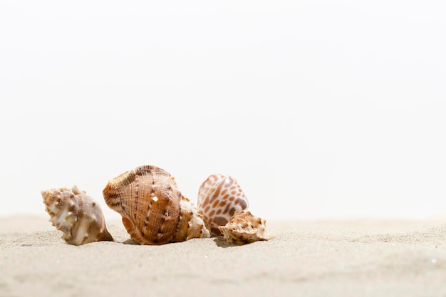 Coquille de mer sur le sable sur fond blanc