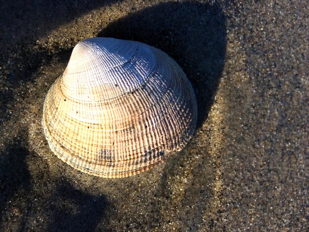 Photo coquille de mer sur le sable