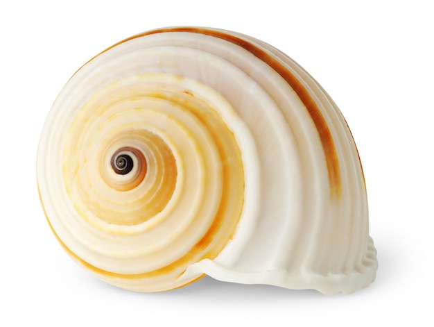 Coquille de mer en spirale blanche isolée